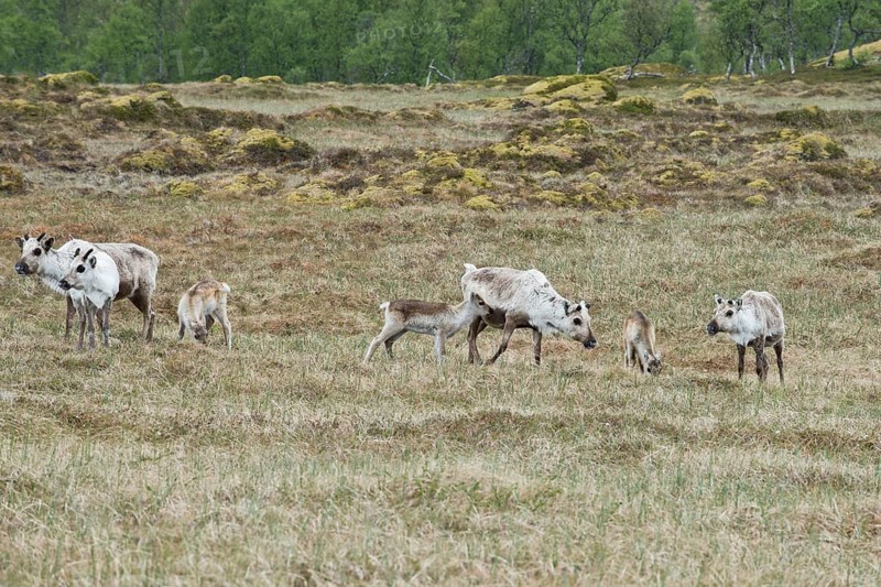 Reindeer