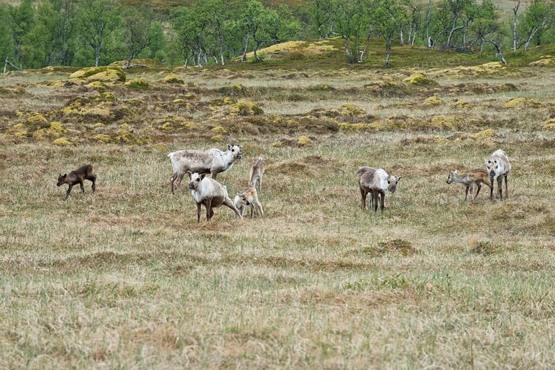 Reindeer