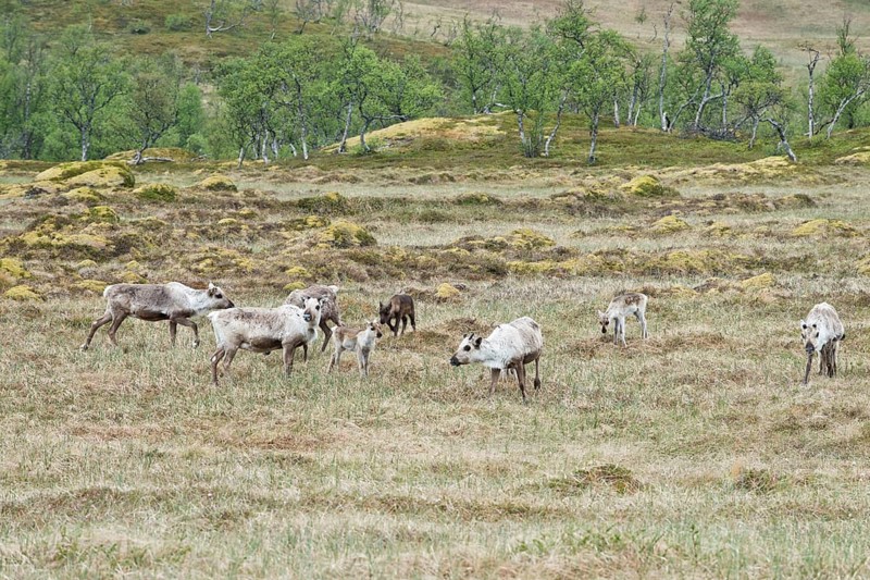 Reindeer
