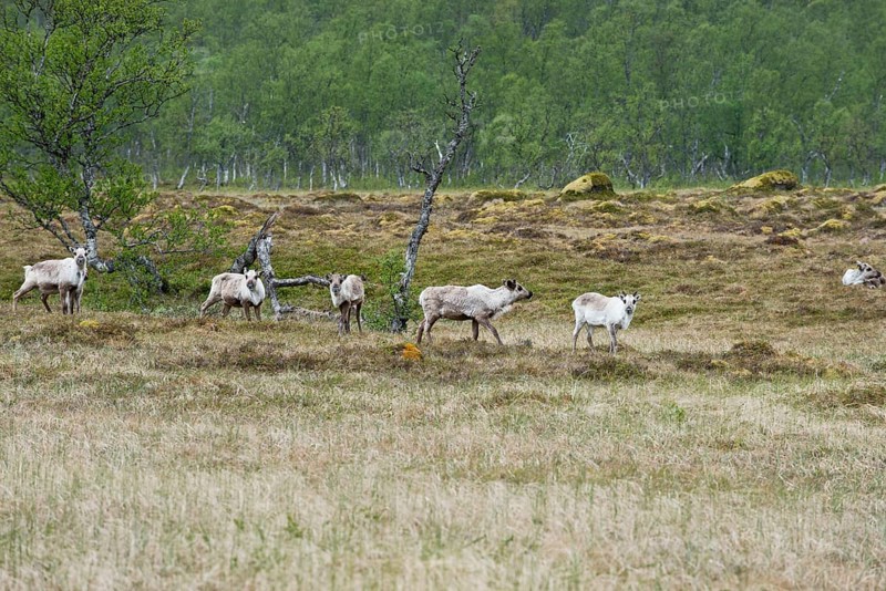 Reindeer