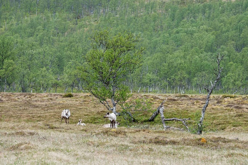 Reindeer