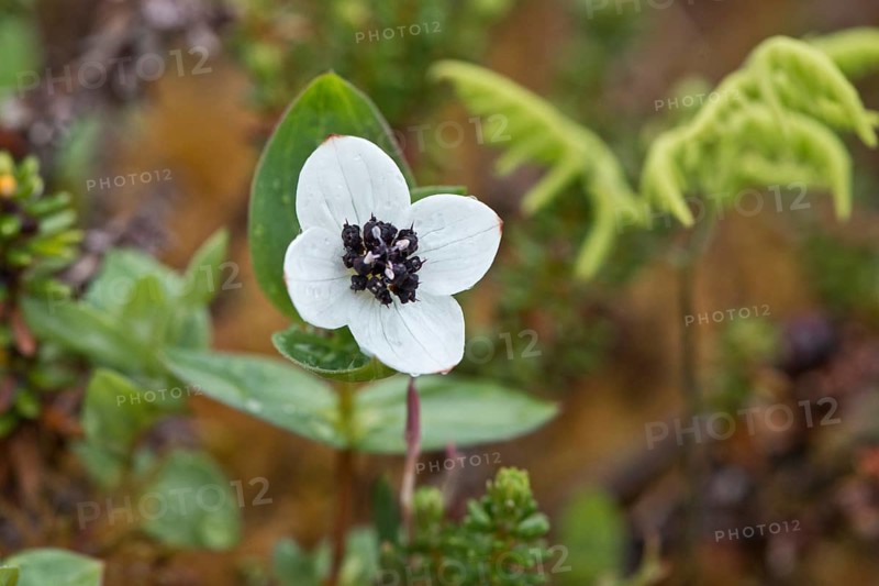 Swedish dogwood