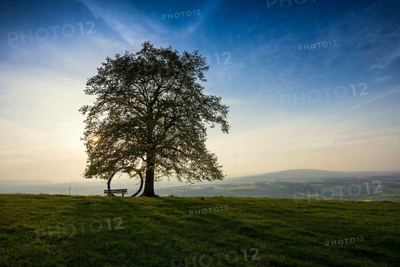 Old lime tree and circle of branches