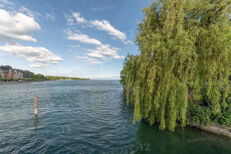 Large weeping willow on shores of Lake Constance in spring. Constance