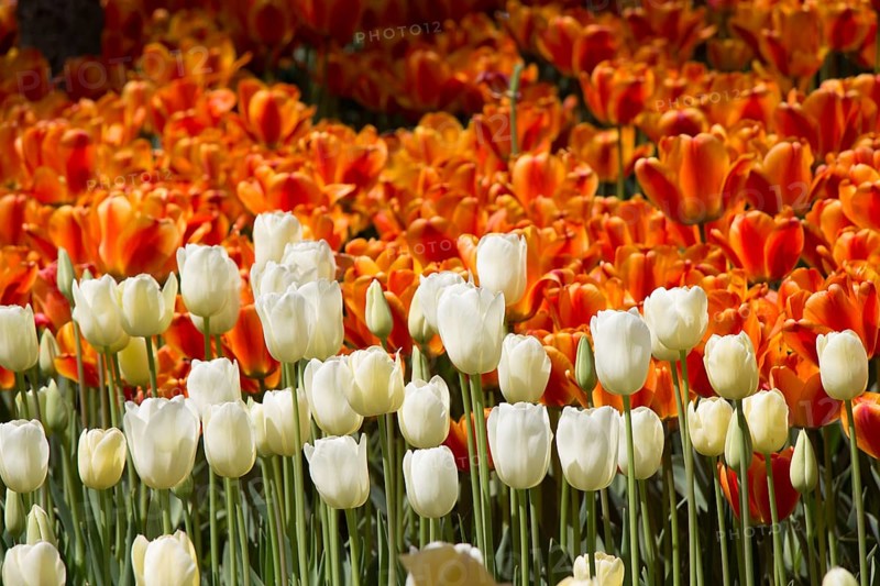 Blooming colorful tulip flowers in garden as floral background