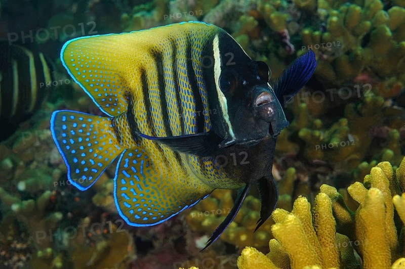 Sixband angelfish