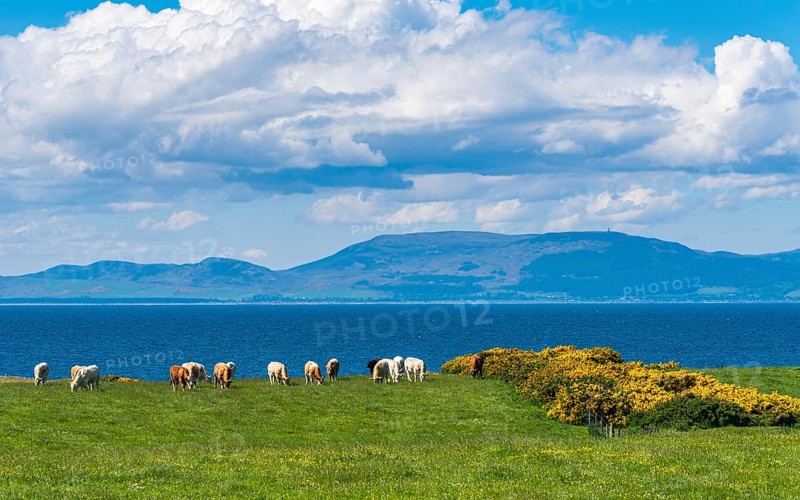 Bulls and Cows on Fields over Coastline
