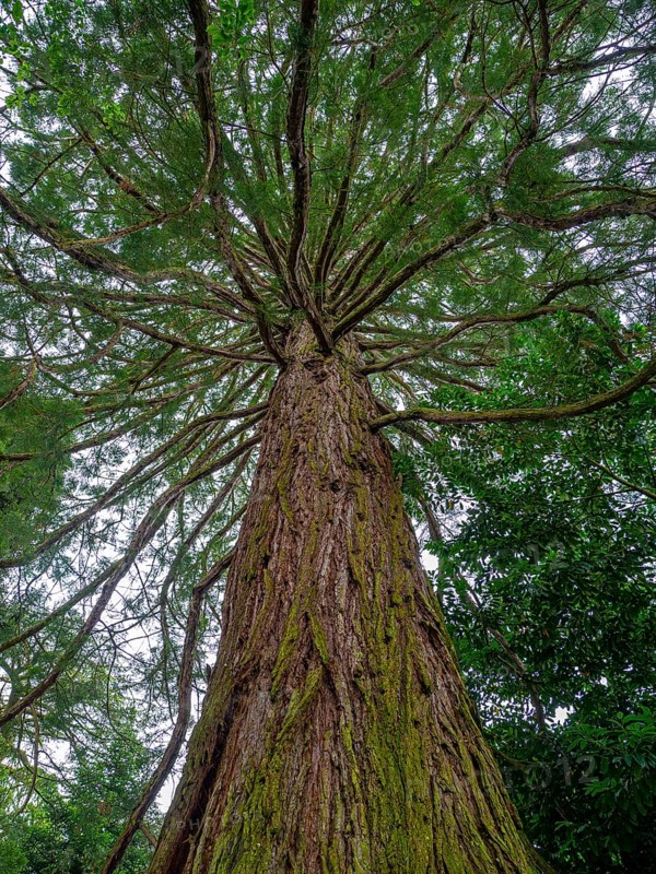 Sequoia