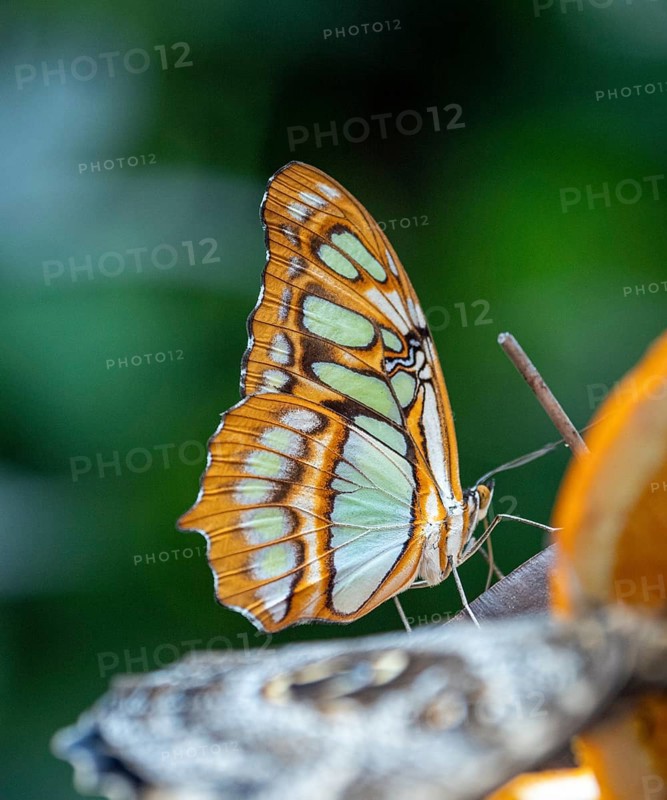 Spotted butterfly