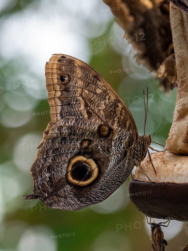 Eyed butterflies