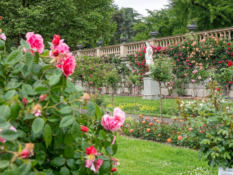Rose Garden