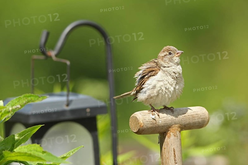 House sparrow