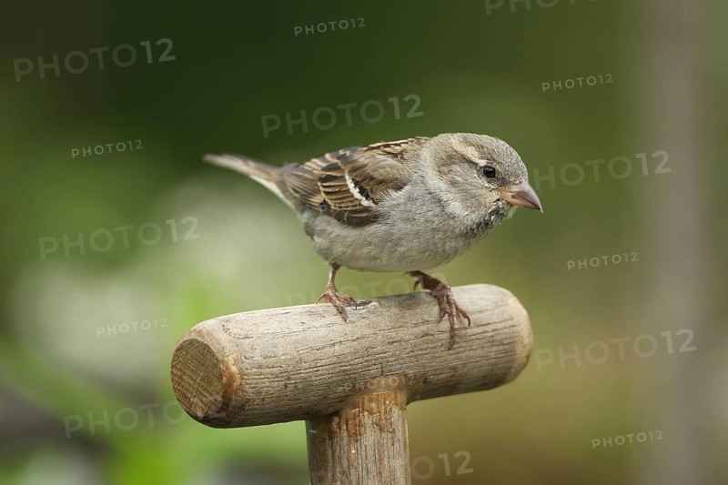 House sparrow