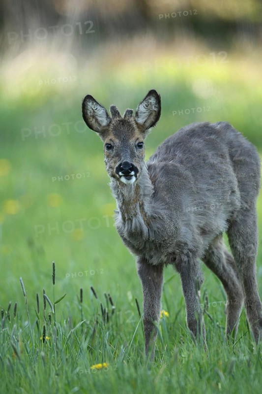 Roe deer