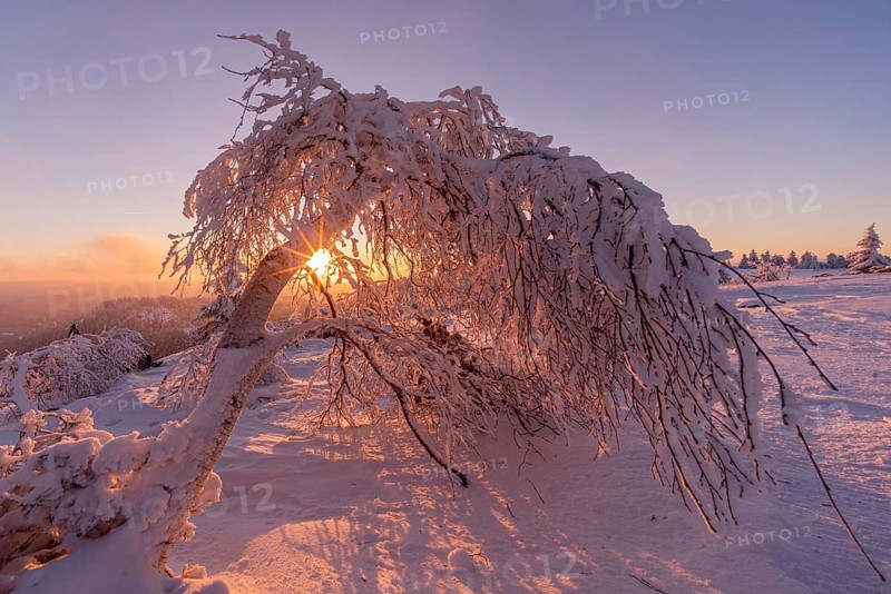 Hanging deciduous tree in winter