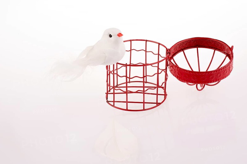 Bird near a red birdcage
