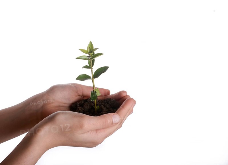 Green tree seedling in handful soil in hand on an isolated background