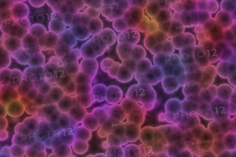 Shape of bacterial cell: cocci