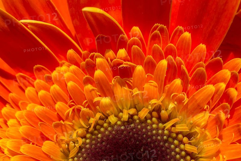 Beautiful colorful natural spring flowers in macro view