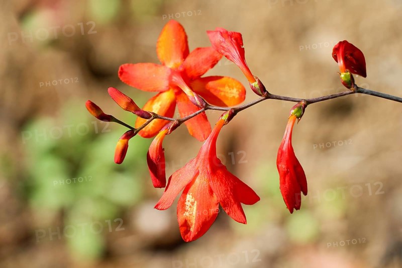 Beautiful Crocosmia flowers in nature background