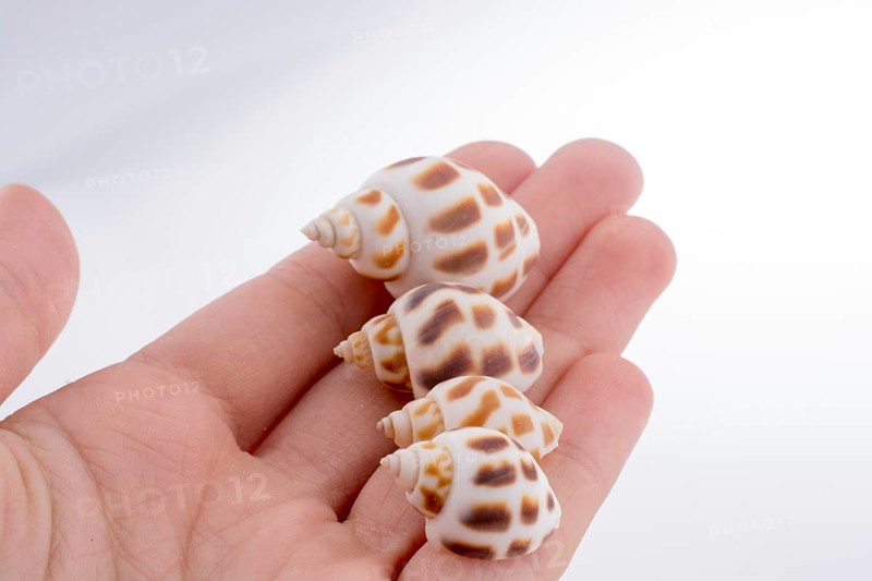 Hand holding Beautiful sea shell on a white background
