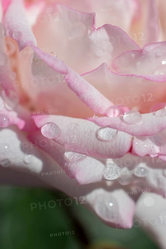 Beautiful colorful Rose with water drops on it