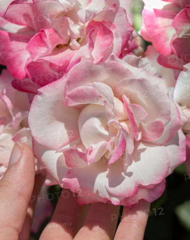 Hand holding rose bloom in in the garden