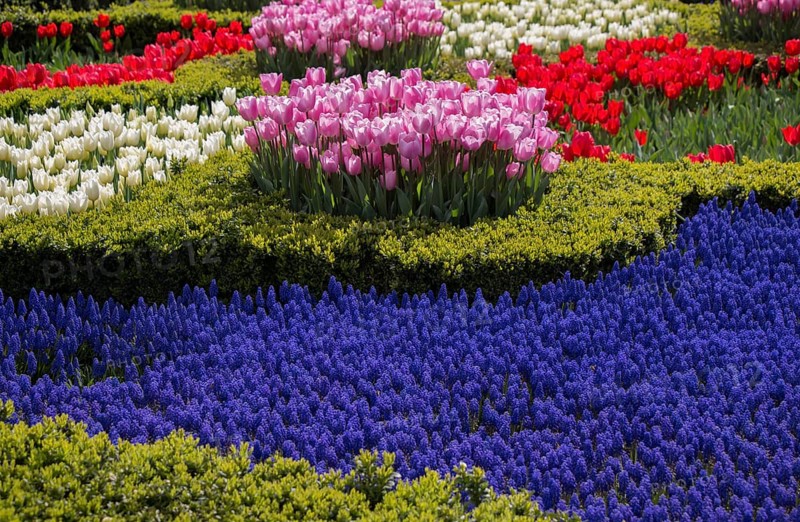 Pink color tulip flowers bloom in the garden