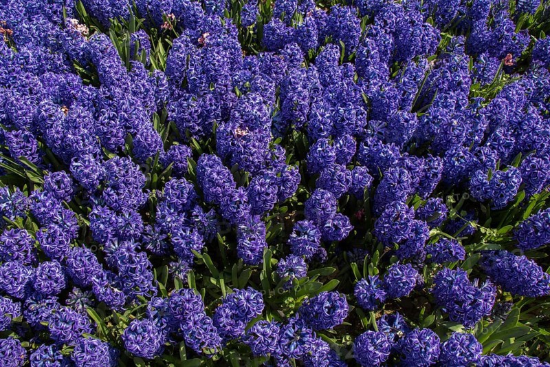 Blooming spring flowers as a colorful background