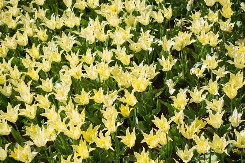 Blooming colorful tulip flowers in garden as floral background