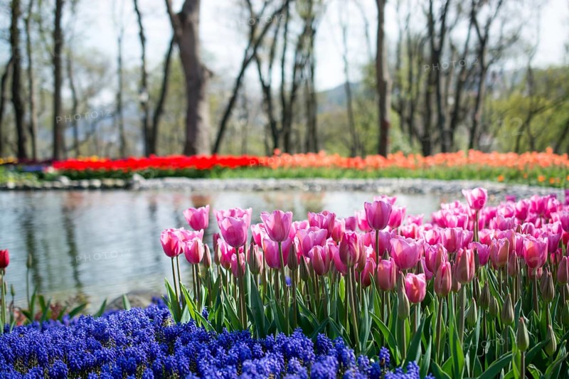 Tulip garden full of various colors of tulips in spring