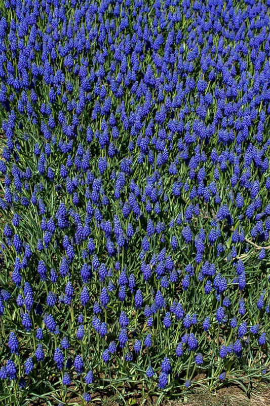 Blooming spring flowers as a colorful background