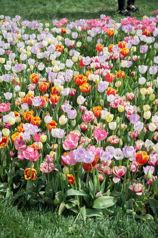 Blooming beautiful colorful natural flowers in view