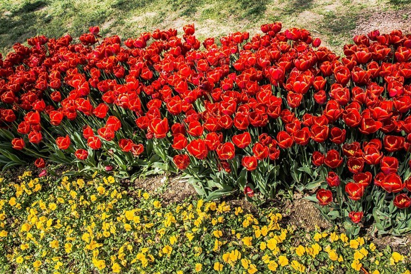 Blooming colorful tulip flowers in garden as floral background