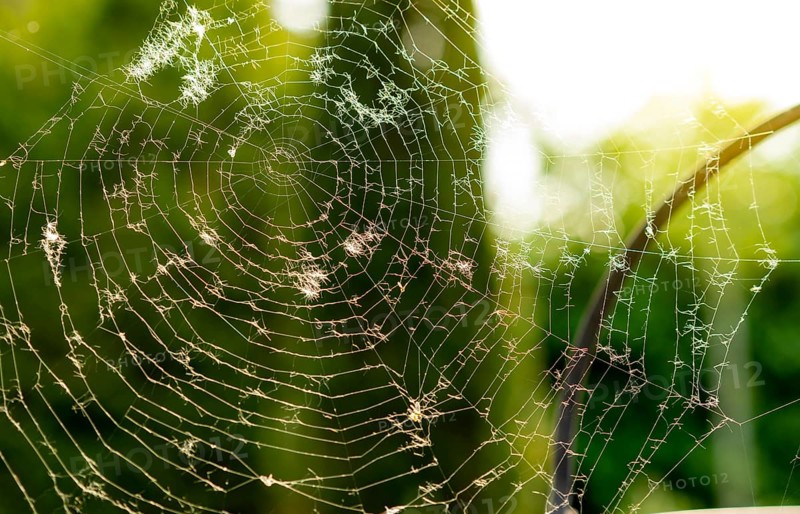 Close up of cobweb