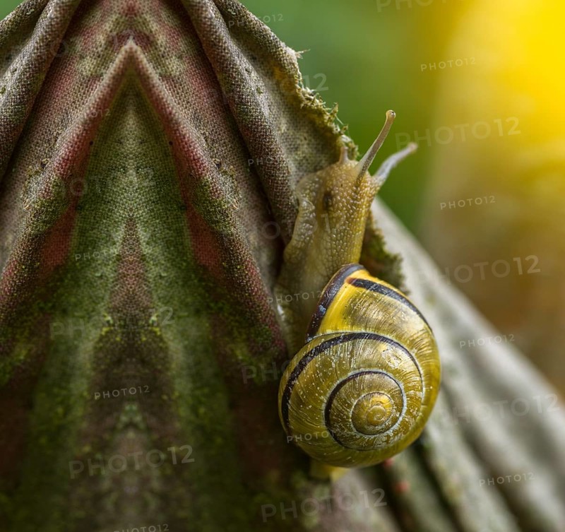 A snail on branches