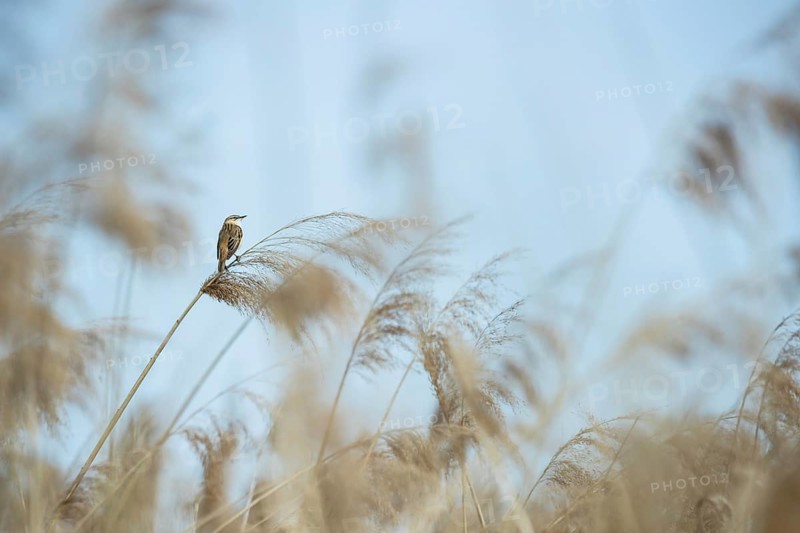 Sedge warbler