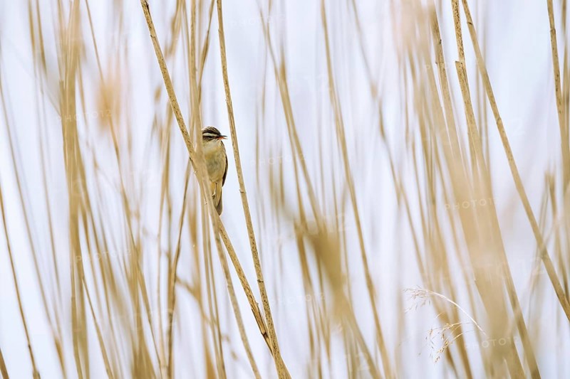 Sedge warbler