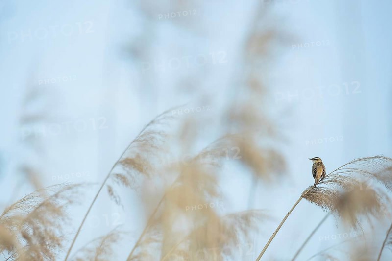 Sedge warbler