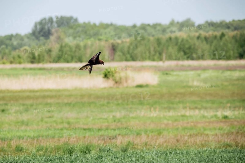 Western marsh harrier