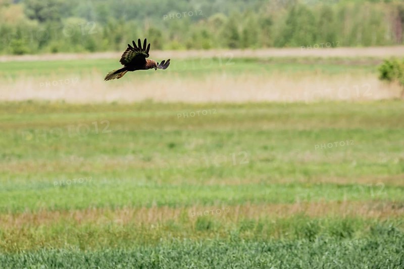 Western marsh harrier