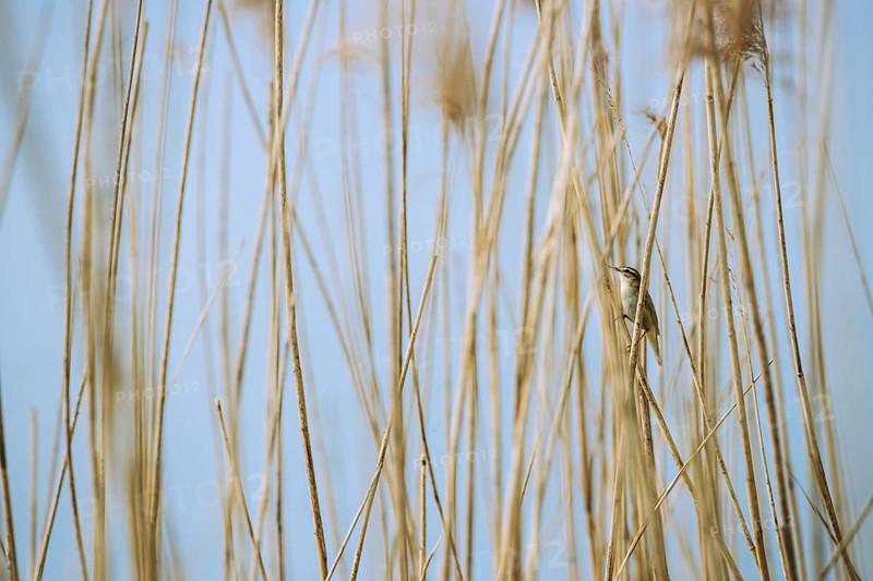 Sedge warbler