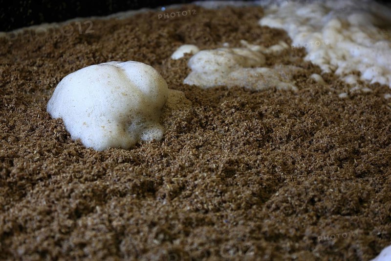 Process of mashing and fermentation in whisky