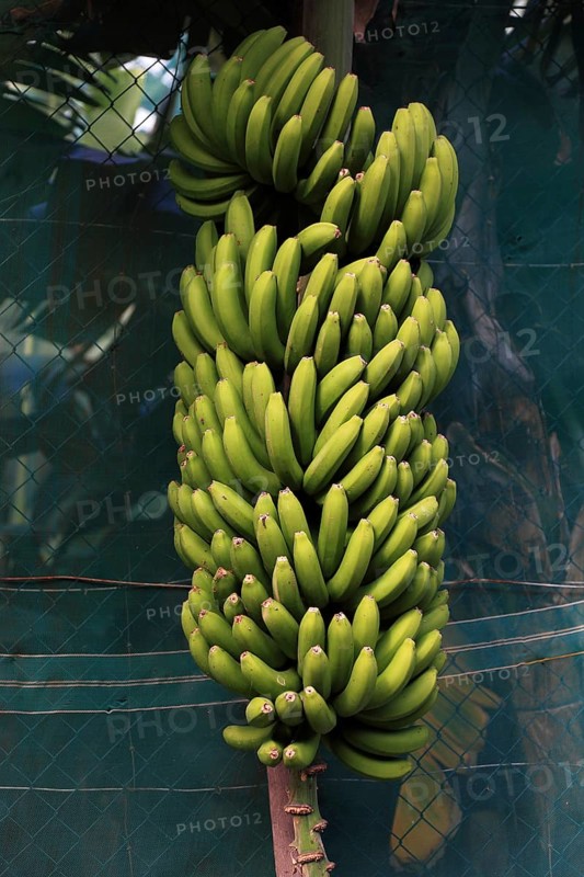 Green bananas