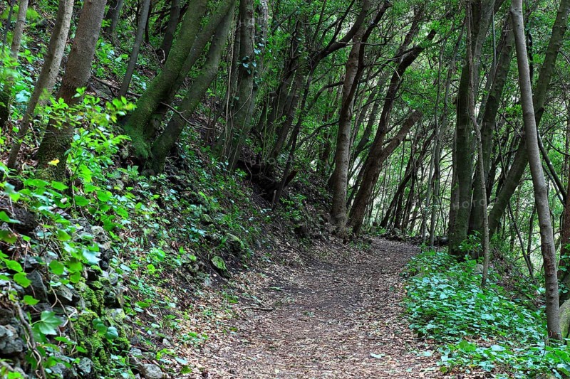 Hiking trail in the laurel forest of Los Tilos