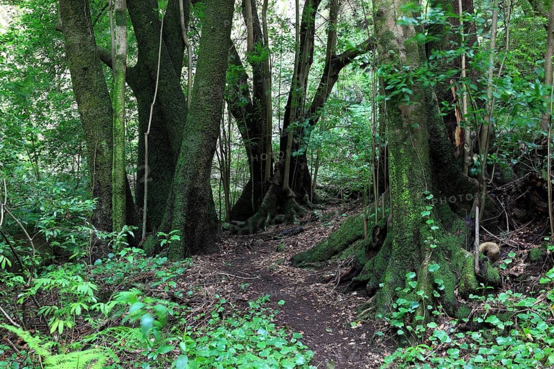 Hiking trail in the laurel forest of Los Tilos