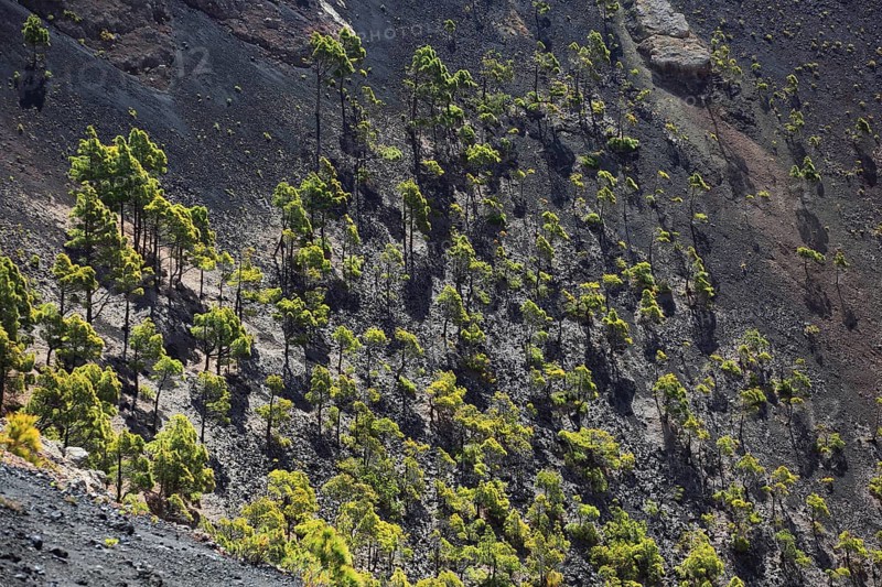 View into the crater of the volcano San Antonio near Los Canarios at Cap Fuencaliente