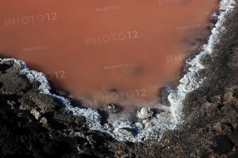 Red alga