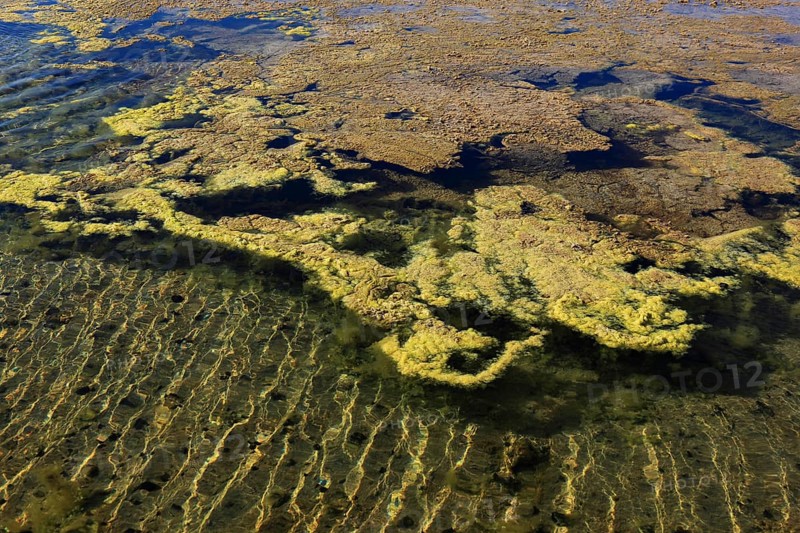 Algae in the crystallisation pool