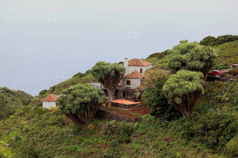 Dragon trees
